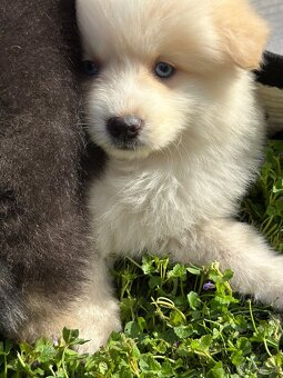 Pomsky / Pomeranian / Husky - 15