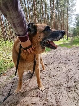 ROXY K ADOPCI - vděčná, nenáročná seniorka - 15