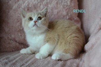 Britská koťátka s PP k rezervaci - 15