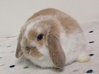 ★Volný Sameček Zakrslý Beránek MiniLop★ - 15