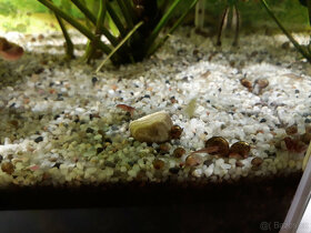 Akvarijní šneci - piskořky a okružáci všech barev - 15