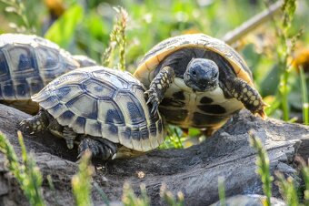 Malé suchozemské želvy + plně vybavená terária - 15