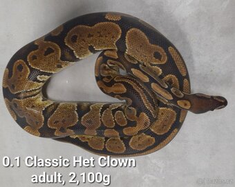 Krajta královská subadult a adult - 15