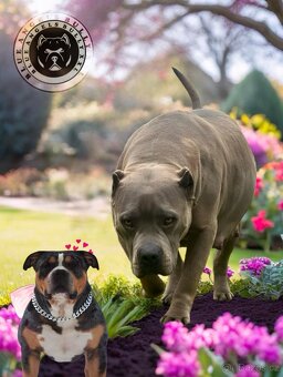 American Bully XL / XXL - 15