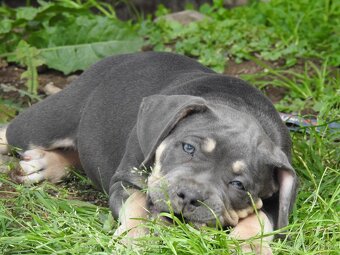 American Bully XL / XXL - 15