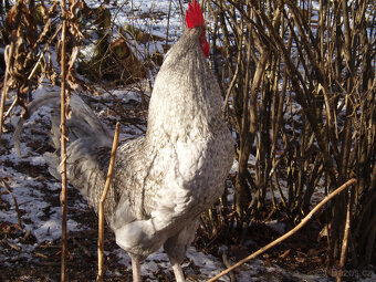 Prodám krásného kohouta do chovu - 15