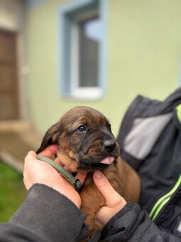 Bavorský barvář - 15