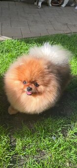 Pomeranian s pp FCI - 15