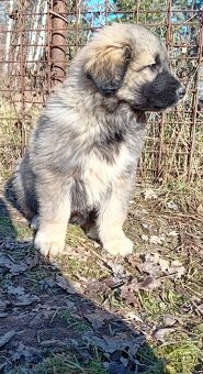 leonberger x bernský salašnický pes - 15