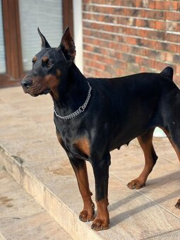 Šteňatá Doberman - 15