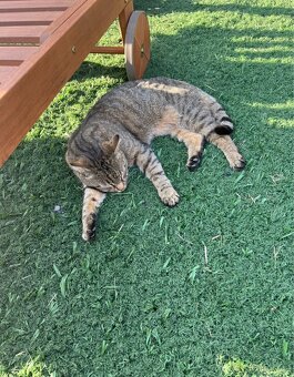 UMĚLÝ TRÁVNÍK TRÁVA KRYTINA PODLAHA PRODEJ ROLE - 15