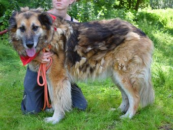 Talinn hledá domov - 15