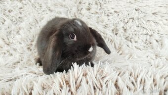 Zakrslý beránek, králíček, králík- DENIS - 15