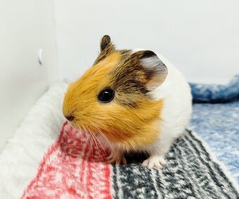 Morče, Morčata, Morčátko, Morčátka - SAMIČKY - 15