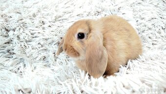 Zakrslý beránek, králíček, králík - JAYDEN - 15