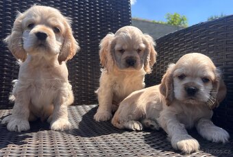 Americky Kokerspaniel-steniatka - 15