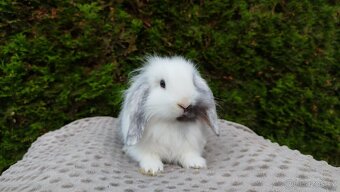 Zakrslý beránek, králíček, králík - MINDY - 15