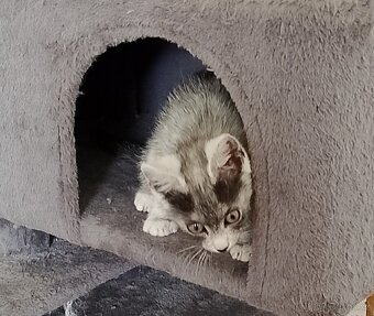 Ruská, bengálská, TRA Nádherná kocicka - 15