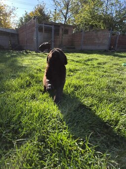 štěně labrador a hnědá fena IHNED - 15
