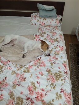 Štěnata Jack Russel Teriér - 15