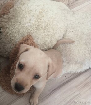 Štěňata labradora kříženci - 15