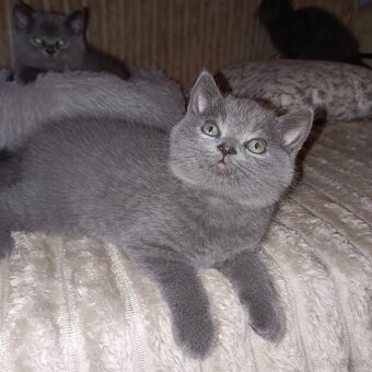 Britská koťata - 15