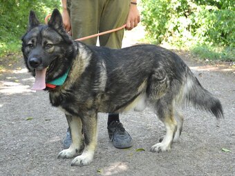 🐾 SIMBAD – energický hrdina s velkým srdcem - 15