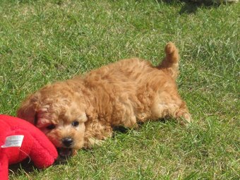 Maltipoo štěňátka - 15