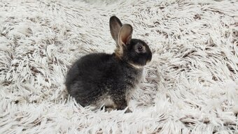 Zakrslý králík, králíček- (REX) DAISY - 15