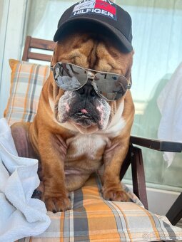Anglický bulldog s PP na KRYTIE, Buldok, Buldog - 15