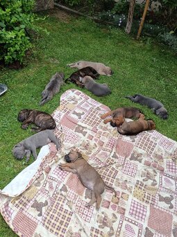 Cane Corso štěňata - 15