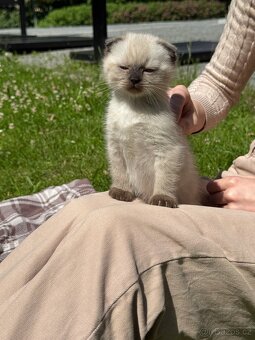 Scottish Fold - 15