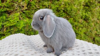 Zakrslý beránek, králíček, králík - PAUL - 15