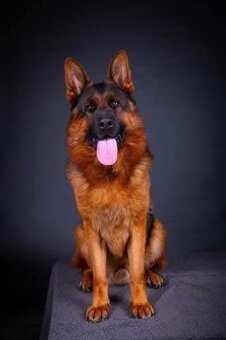 Německý Ovčák - štěňata - 15