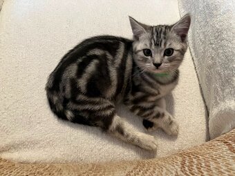 Koťátka britská Whiskas černostříbřitý mramor - 15