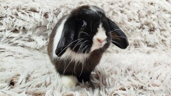 Zakrslý beránek, králíček, králík - 15