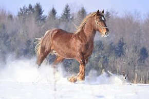 Připouštění Welsh cob - D - 15