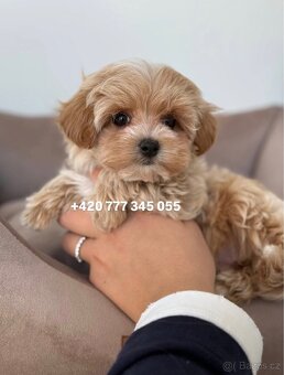 Maltipoo F1 caramel 3 měsíce 1500€‼️ Mimi - 15