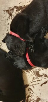 Labrador - černá a smetanová štěňátka - 15