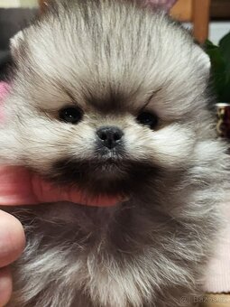 POMERANIAN S PP FCI - ch.s. z Malebného povltaví - 15