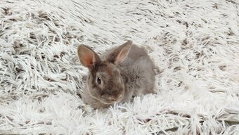 Zakrslý beránek,králíček,králík -(REX)-DIANA - 15