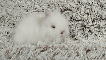 Zakrslý králík, králíček -(TEDDY)-HERBERT - 15