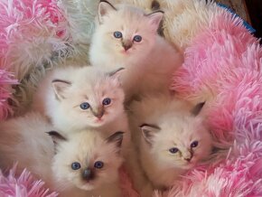 Kocourek Ragdoll ke krytí - 15