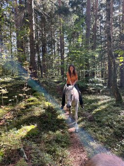 Dobrý menší koník - větší pony valach - 15