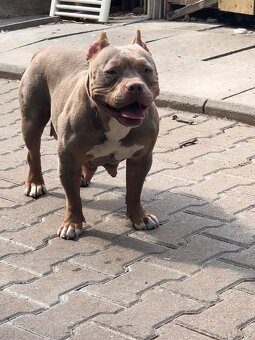 American Bully s PP ABKC - 15