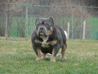 American bully - 15