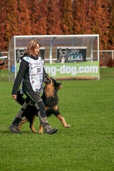 Štěně hovawart - fenka černá se znaky, pro aktivní majitele - 15