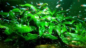 Endlerka (Poecilia wingei) - 15