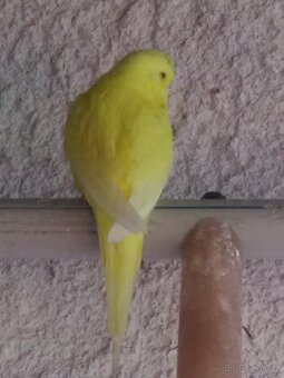 ANDULKA VLNKOVANÁ - 15