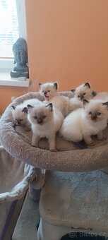 Ragdoll kotatka - 15